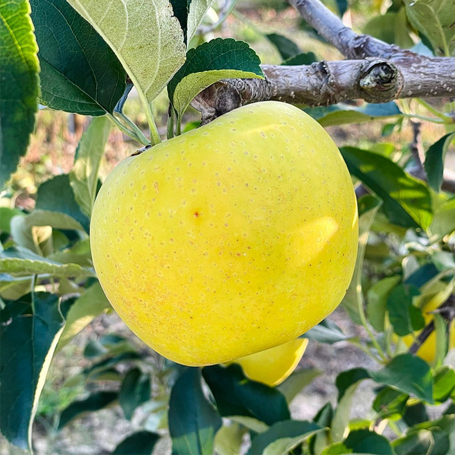 경북재배 가정용 고당도 시나노 골드 사과, 1박스, 3kg 중과 (9-10과)