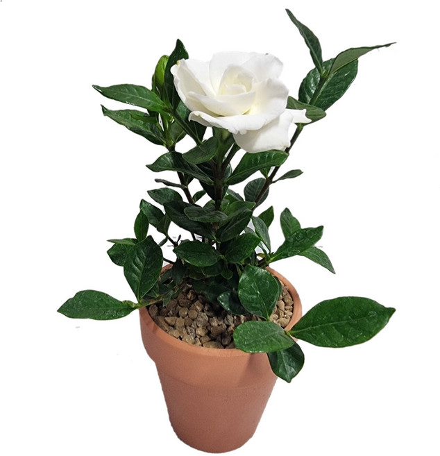 트리앤 향이좋은 치자나무 치자식물 공기정화식물, 1개, 02. 토분 치자  1개