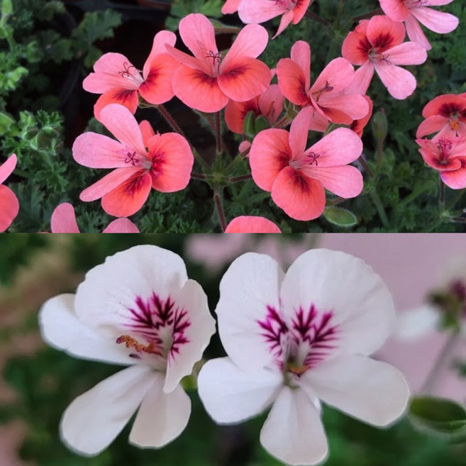 안녕두구동 랜디제라늄 오렌지랜디 + 흰색랜디, 1개