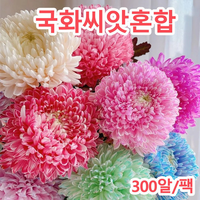 봄꽃씨앗 봄꽃씨앗 국화씨앗혼색, 6개