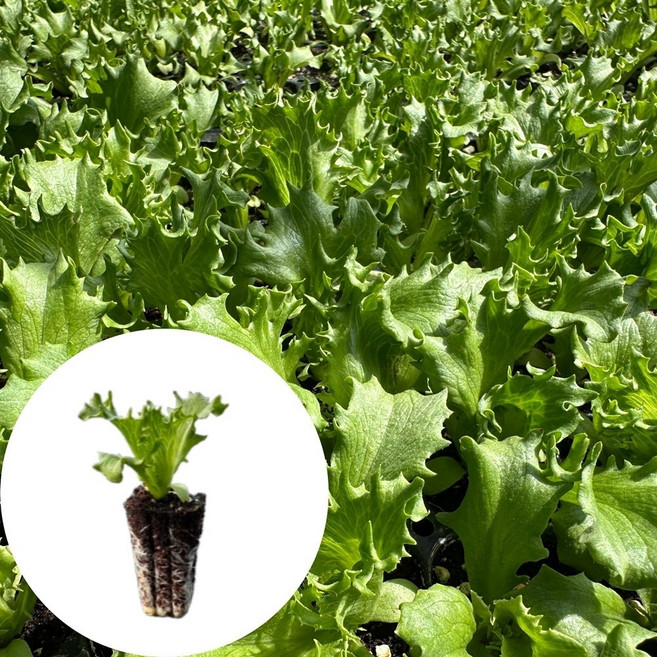 새마을총각 곱쓸아삭이상추모종, 2개