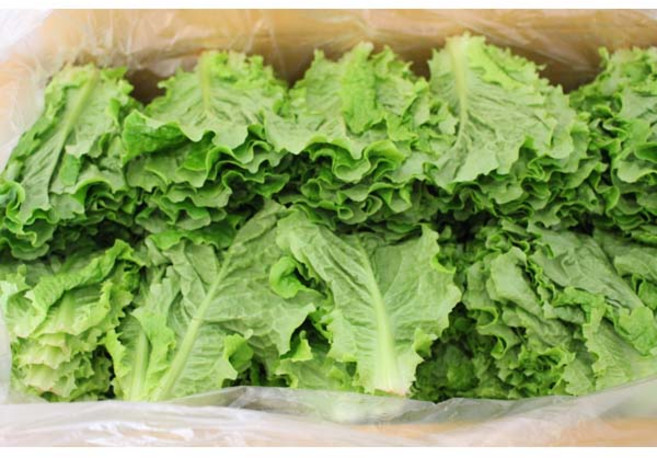 청상추 2kg1박스 자연대로팜웨이, 1개