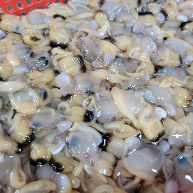 통통하게 살이 오른 남해안 깐 바지락살 500g, 1개, g