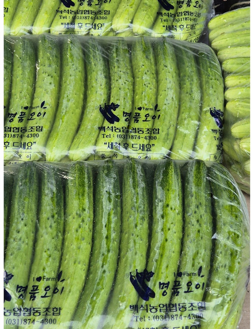 아삭아삭 오이지용 소백이용 백오이 50개