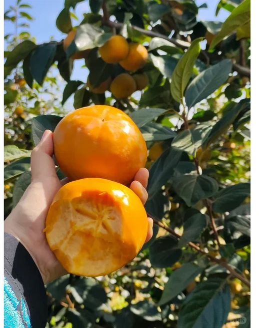 [소비자선택1위] 아이도 좋아하는 달콤한 단감 가정용, 1개, 두사람상회 가정용 단감 5kg