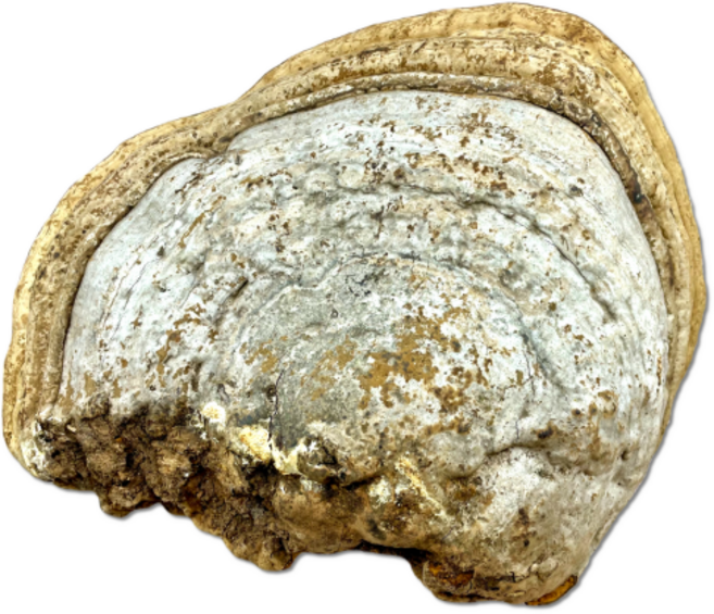 지리산 청정약초 자연산 말굽버섯(국내산)1500g, 1개