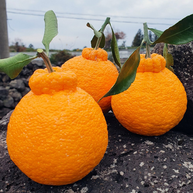 [농장직송] 제주 프리미엄 고당도 한라봉, 1개, 3kg (정품)