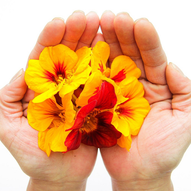 푸레아 한련화 꽃 1팩 50송이 식용꽃 가니쉬, 한련화 50송이, 1