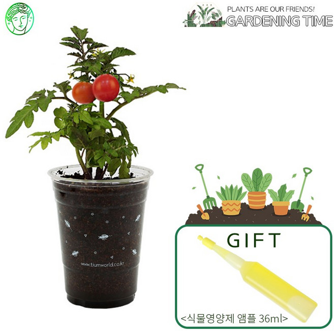 [식물영양제증정]컵가든 방울토마토 / 새싹기르기 화분재배 방울토마토키우기
