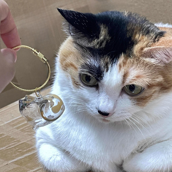 투명 고양이 털 수납 보관함 반려동물 귀여운 키링 열쇠고리 가방 걸이 장식 애완동물 모발 기념품 액세서리 메모리얼 수납, 3#3 꽃고양이 - [버클 색깔이 랜덤], 1개