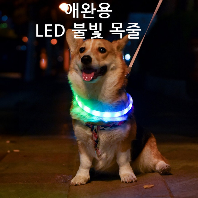 윈티크 애완용 사고 예방 LED 불빛 목줄, 오렌지, 1개