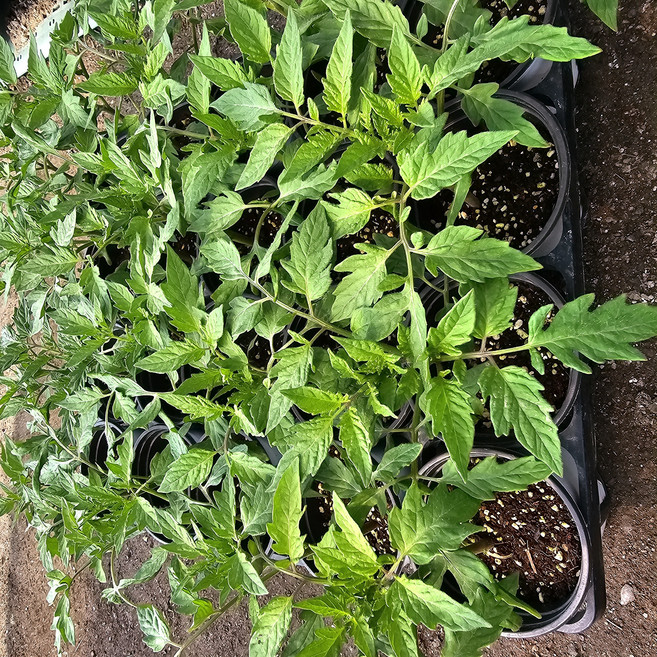 짭짤이토마토모종 채소모종 주말농장모종/텃밭모종, 1개