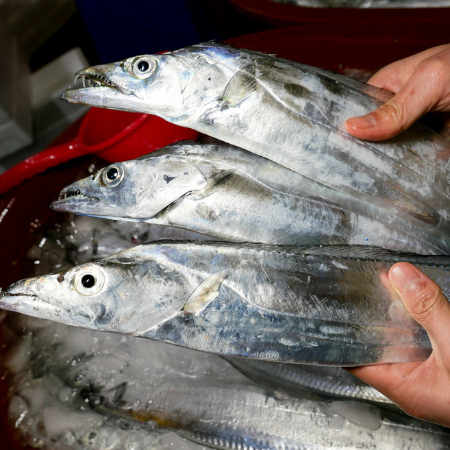 [당일조업] 제주피셔스마켓 한번도 얼리지않은 제주 생물 은갈치 500g 6마리 전국 익일도착, 1박스, 대(400g 6마리 총 2.4Kg), 2.4kg