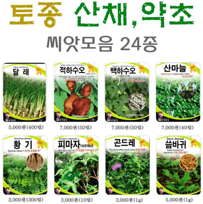 토종산채약초씨앗/곤달비 궁채나물 취나물 공심채 고수 하수오 산마늘 곰취 방풍 더덕 백도라지 인삼 씨앗 (산나물씨앗), 잔대, 1개, 1g