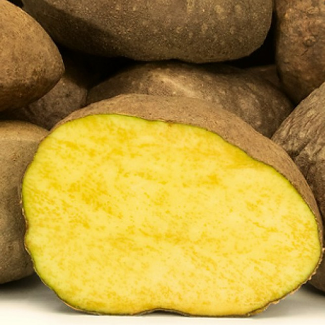 [건강우수농법] 산지직송 명품 하늘마 열매마, 1개, 5kg