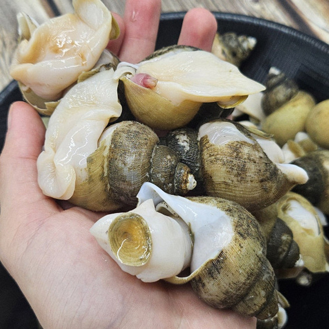 자숙 골뱅이 고동 500g, 1개