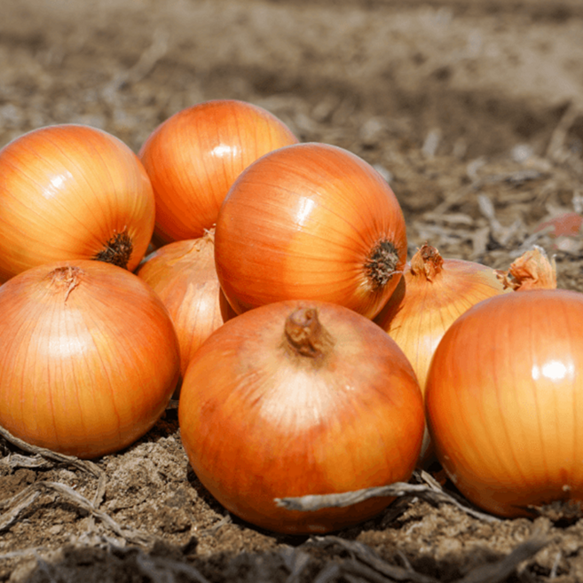 [단독특가] 우수농가 국내산 햇 양파, 1박스, 5kg(중)
