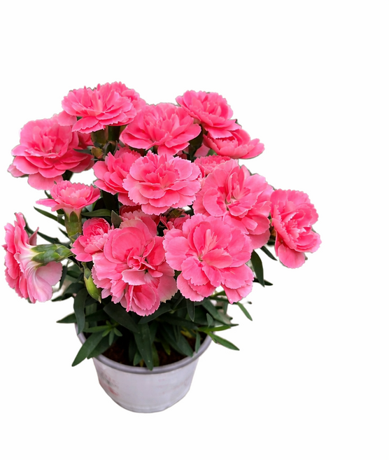 향 카네이션 소형 야생화 화분 미니 선물 봄꽃 베란다 키우기 스승의날 대성식물, 1개, 핑크