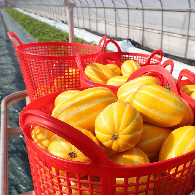 [지금이 제철] 성주 꿀 참외 아삭하고 달콤한 실속형 가정용 참외 혼합과, 1박스, 참외 혼합과 5kg