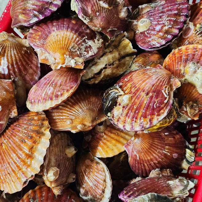 통영 홍가리비 가리비 조개, 1개, 1kg