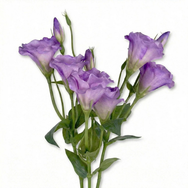 BloomLife 조화 인조꽃 인테리어 장식용 리시안셔스 조화꽃 3줄기 세트 46cm, 1개, 퍼플