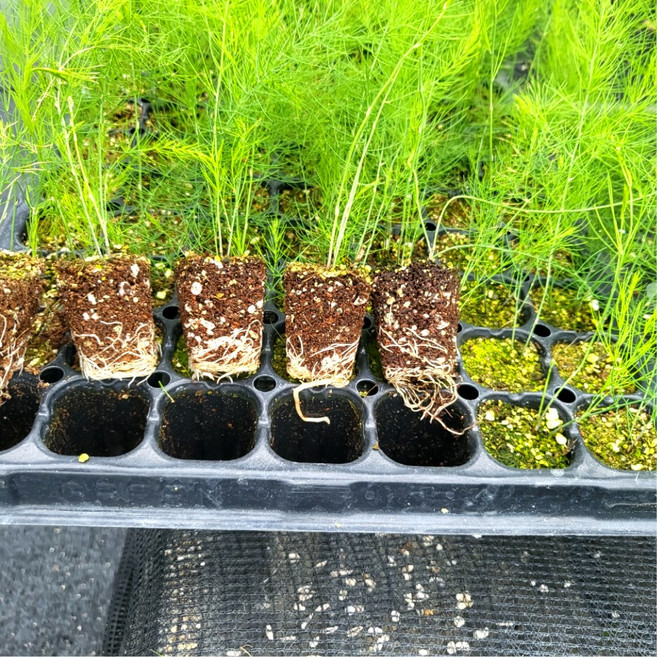 G가든 텃밭 특용작물 모종 세트, 아스파라거스 모종50주(자색)