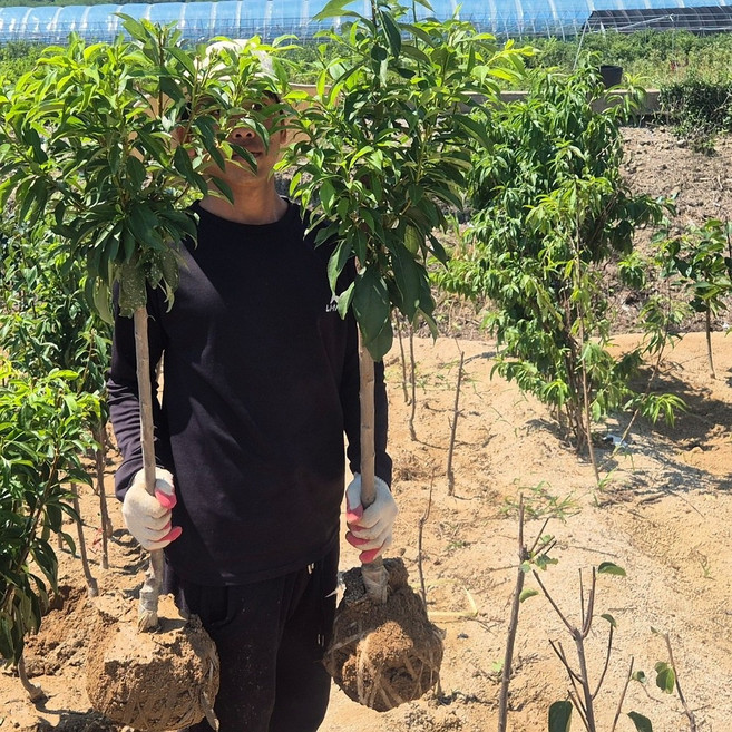 자두나무 묘목 추희가을자두 3년생 4년 왕자두 로얄대석 나무, 추희자두4년생분묘 결실주, 1개