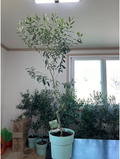 광일농원 올리브나무 결실주 화분 거실 화초키우기, 1개