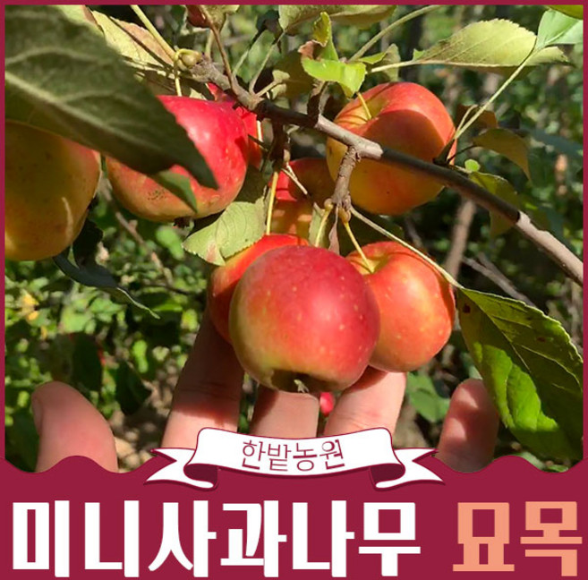 미니 사과나무 묘목 2년생 알프스오토메 루비에스 레드필드속빨간사과 과일나무키우기 모종 과실수 유실수 가드닝 정원가꾸기, 루비에스2년생, 상묘, 1개