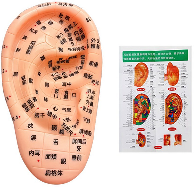 지압점 귀모형 교육용 및 귀 교육 모델, 1 티칭 13센티, 1개
