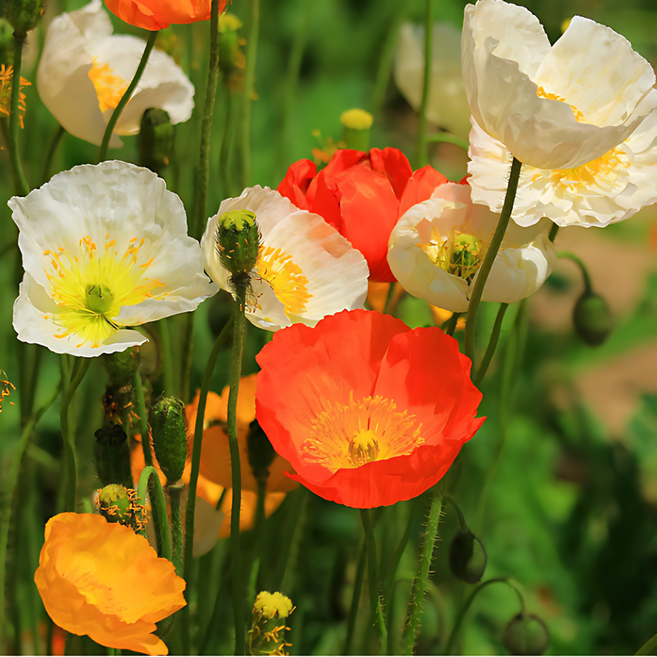 꽃양귀비 6종 씨앗 선택구매, 1개, 아이슬란드포피 50립