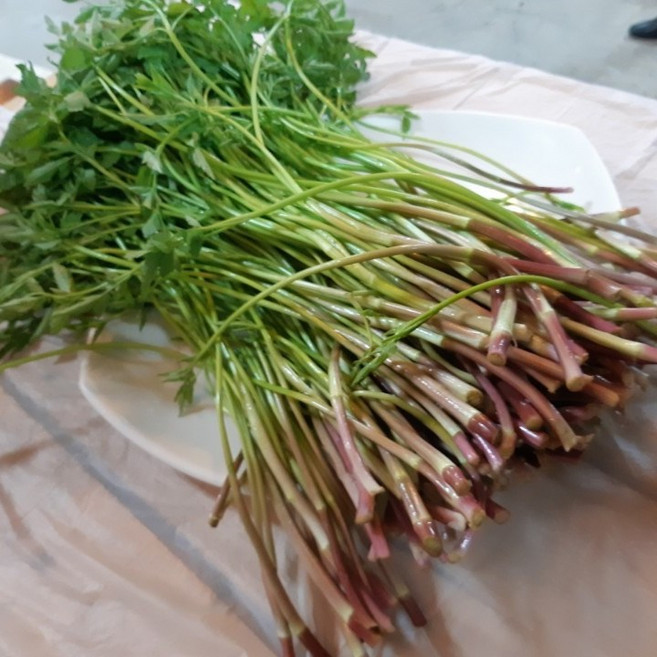 일등 농부 정재후 형제미나리 청정 미나리 1kg 800g 500g 300g 미나리삼겹살 미나리무침 꿀 미나리, 3개