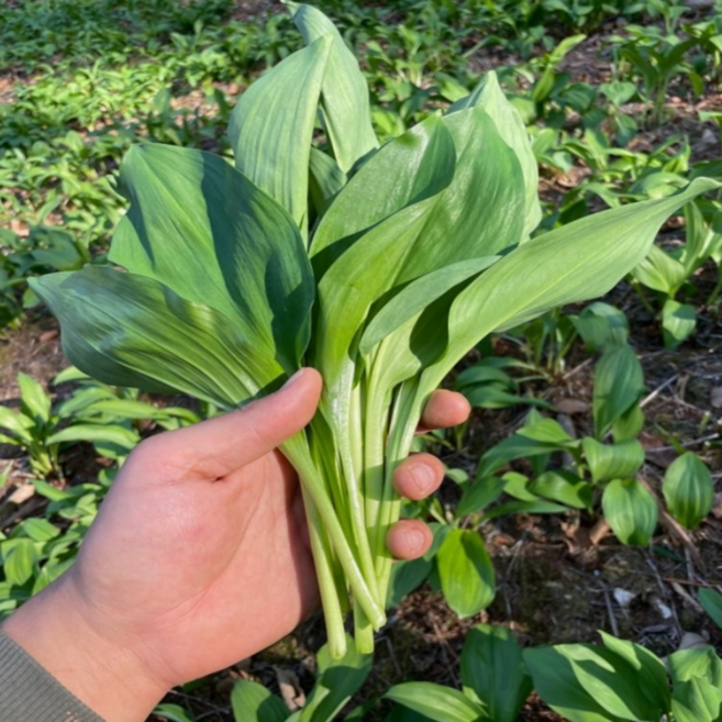 강원도 평창 자연산 명이나물 무농약 산마늘 생 쌈채소 1kg 2kg 4kg, 1박스, 2