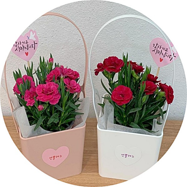 카네이션 꽃화분/Carnation/생화/카네이션 바구니/분화/어버이날/스승의날/부모님 스승님 사랑합니다, 1개, 핑크색