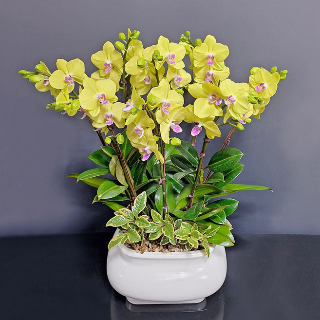 꽃썸플라워 서양란 [당일배송] 승진 진급 영전 개업 축하난 노랑색(고급), 1개