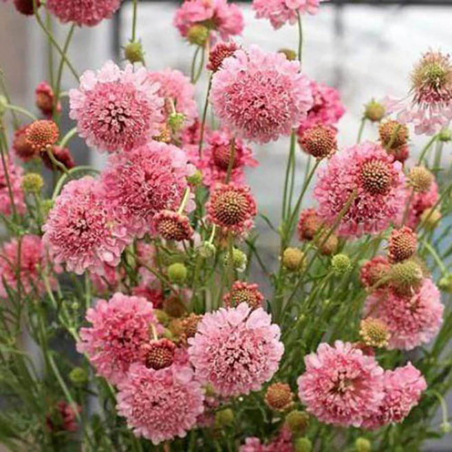 스카비오사 솔체꽃 퀴스살몬핑크 3개셋트, 3개