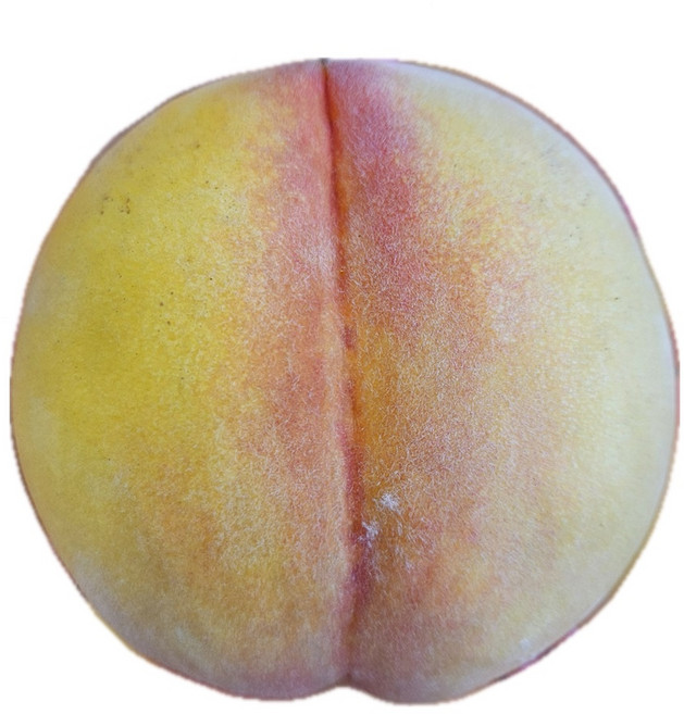 황도 황도복숭아 물복숭아 털복숭아 물복숭아 물복, 1박스, 1.25kg