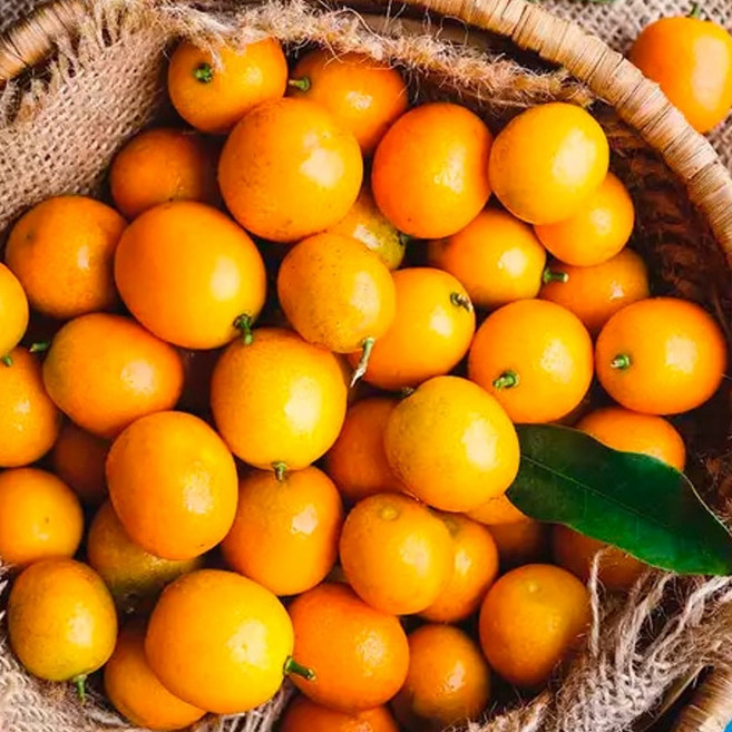 제주 금귤 낑깡 중과 500g / 상큼 달콤 통째로 먹는 과일, 금귤 낑깡(중과 사이즈) 500g, 1개