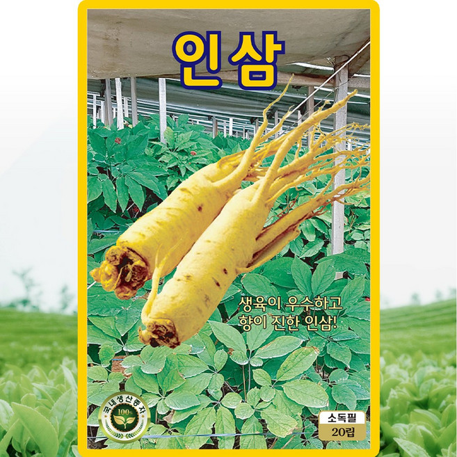 KS종묘 인삼 씨앗 20립 토종 인삼씨 약초 종자, 1개