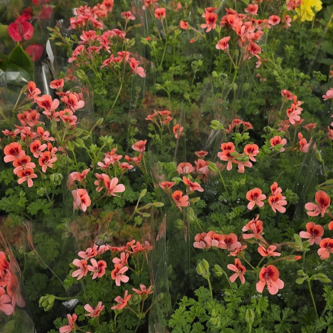 랜디제라늄 소품 제라늄 반려식물 건돌이, 4개, 기본