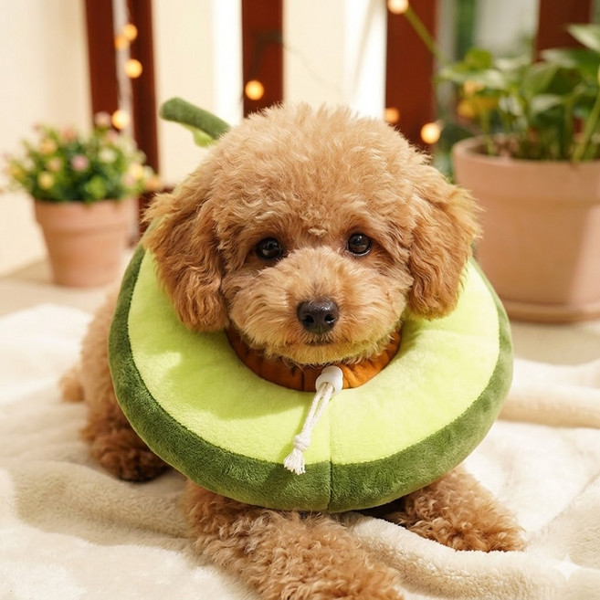 드림베이스 강아지 고양이 넥카라 수술 보호대 부드러운 솜쿠션, 아보카도, 1개