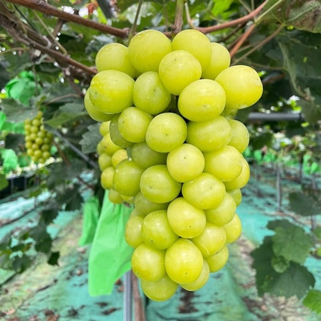 샤인머스켓 로얄과 2수 1.4KG 내외 아삭아삭식감, 1개, 1.4kg내외