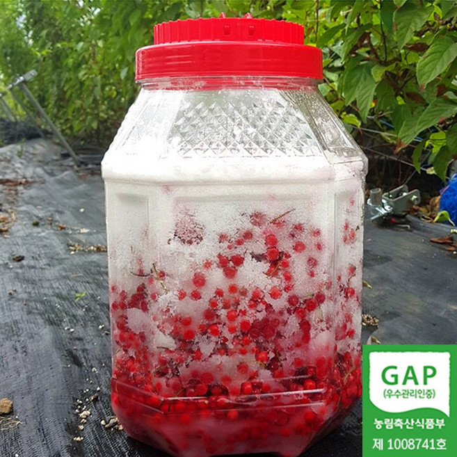 제천 월악산 오미자청 오미자설탕절임 10kg (오미자5kg 백설탕5kg) GAP인증 산지발송 2024년작업, 1박스, 제천 담근 오미자청10kg