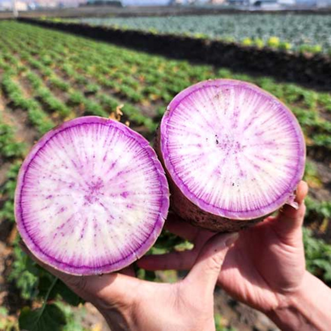제주 자색무 보르도무 보라무우 3kg 5kg, 제주 자색무 3kg, 1개