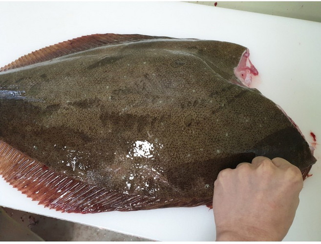 레브 국내산 자연산 곤부지메 숙성 대광어회 200g, 1개