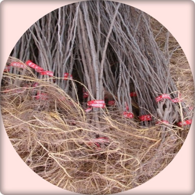 꾸지뽕나무/Cudrania tricuspidata/실생2년5주/묘목/유실수/약용수/대량주문내고