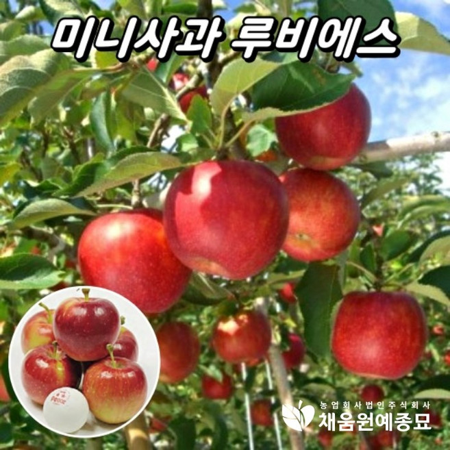미니사과 루비에스 접목1년생 묘목 사과나무 수분수