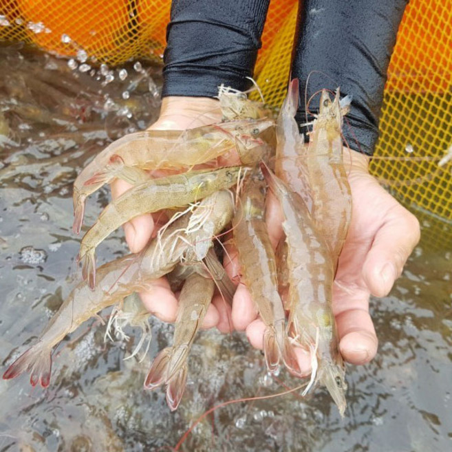 국내산 활 흰다리새우 1kg(46미 내외), 1개, 1 kg