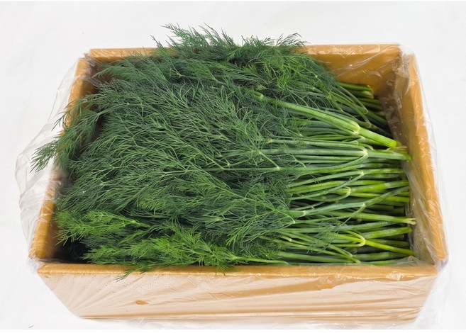 야채왕 허브 생잎 딜 Dill 1kg (실중량 0.9k - 1.0k ) 향신료, 1박스