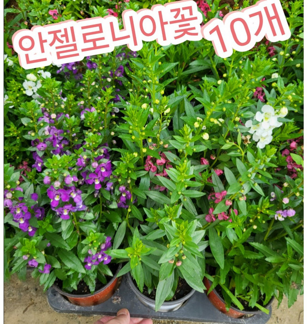 안젤로니아꽃 10개/안젤로니아는 천사의 얼굴이라는 꽃말, 10개